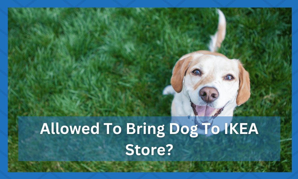 bringing your dog to ikea is it allowed